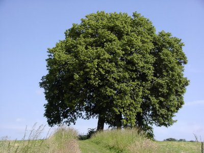 G_Sommer_Bildgröße ändern.JPG