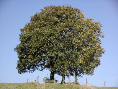 Herbst_Bildgröße ändern.jpg