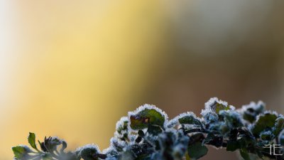 20161114-_IGP1155.jpg 20161114-_IGP1155.jpg