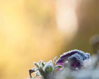 20161114-_IGP1166-2.jpg 20161114-_IGP1166-2.jpg