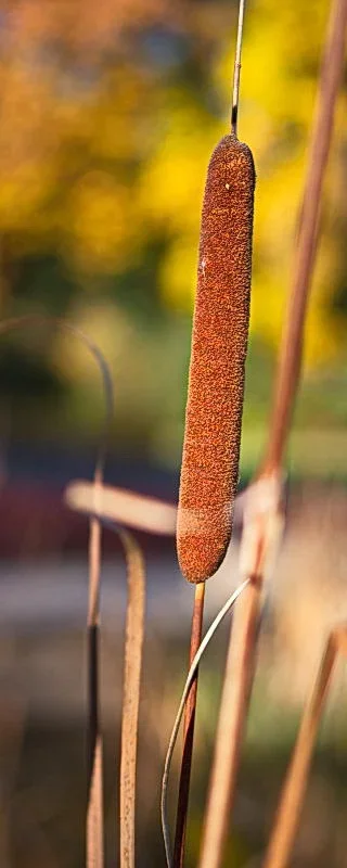 K3IM4657.webp