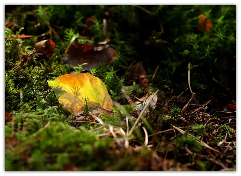 Blatt (2).webp