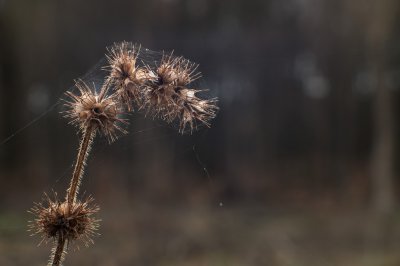 ci_SAM_2370.jpg ci_SAM_2370.jpg