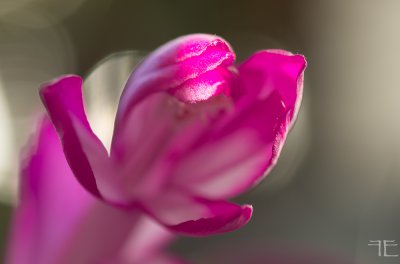 20161125-_IGP1214.jpg 20161125-_IGP1214.jpg