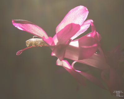 20161129-_IGP1240.jpg 20161129-_IGP1240.jpg