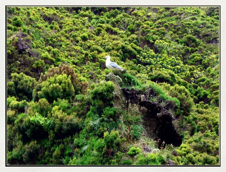 07 52 Lagoa do Fogo.webp