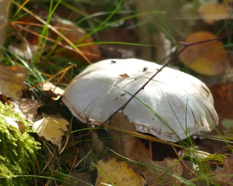 PILZ_III.webp