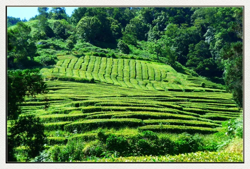 22 23 101 Chá Gorreana.webp