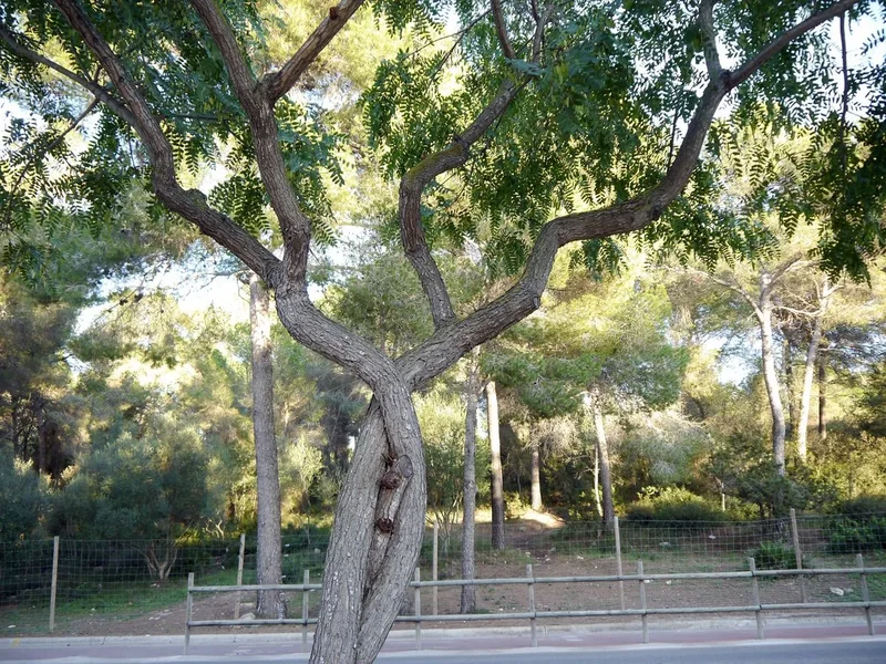 comp_P1060042v.webp