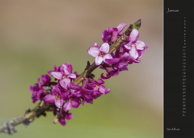 01 2017 Kalender Wildblumen.jpg