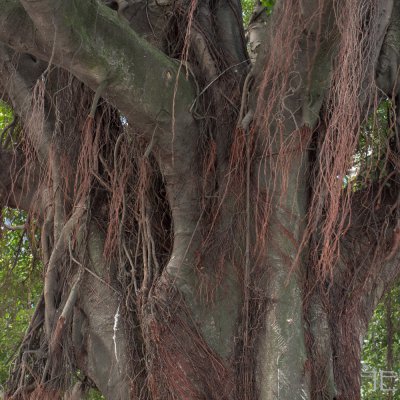 20161228-_IGP1439.jpg 20161228-_IGP1439.jpg