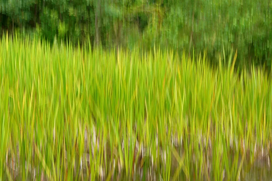 SK Schilf Zoom 01 A58_2875.webp
