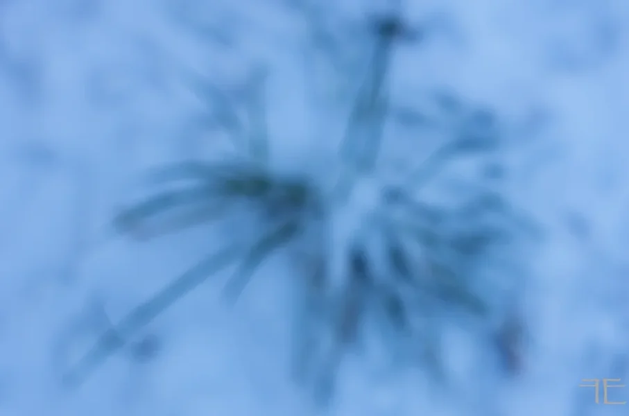 20170106-_IGP1873.webp