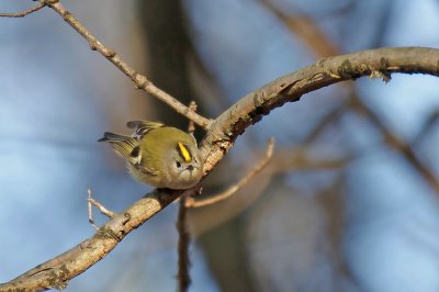 Wintergoldhähnchen ( Regulus regulus).jpg