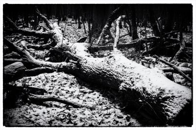 ci_SAM_3343_sw.jpg ci_SAM_3343_sw.jpg