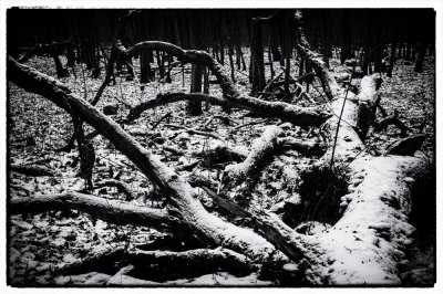 ci_SAM_3345_sw.jpg ci_SAM_3345_sw.jpg