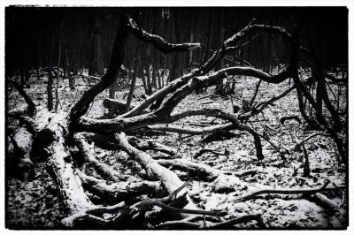 ci_SAM_3352_sw.jpg ci_SAM_3352_sw.jpg