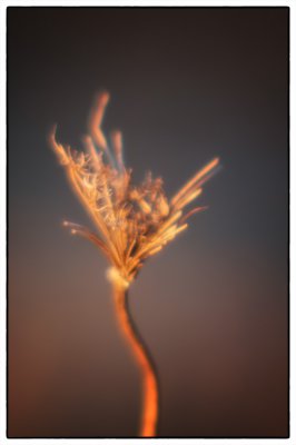 ci_SAM_3091.jpg ci_SAM_3091.jpg