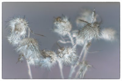 ci_SAM_3631_neg.jpg ci_SAM_3631_neg.jpg