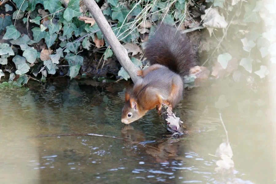 eichhörnchen mit durst.webp