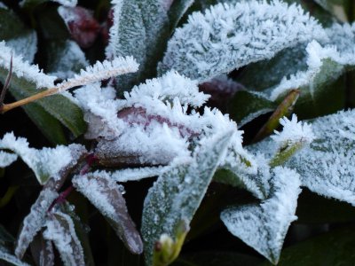 Frost_I.JPG