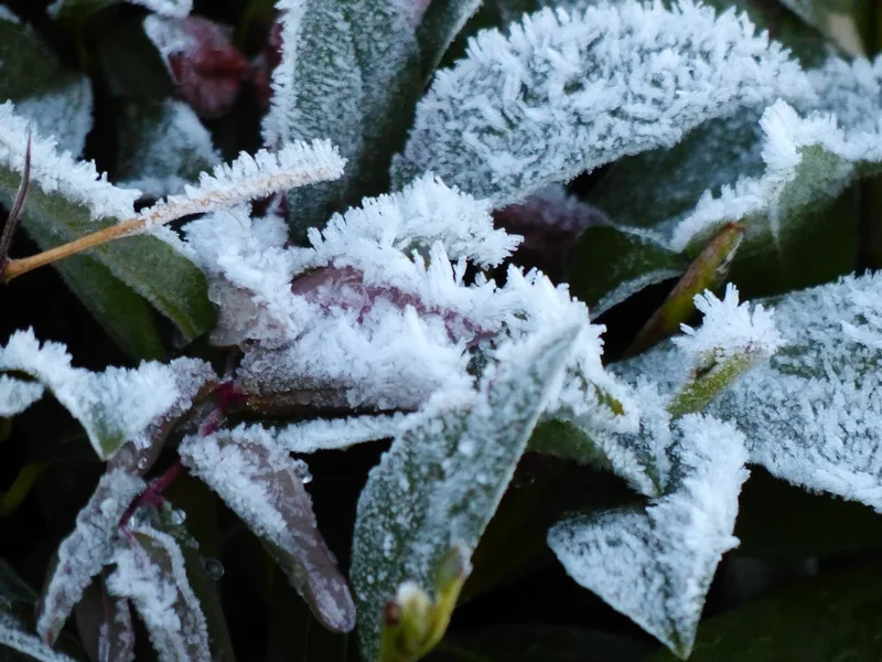 Frost_I.webp
