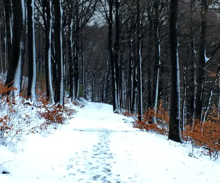 WINTER_BAEUME.webp
