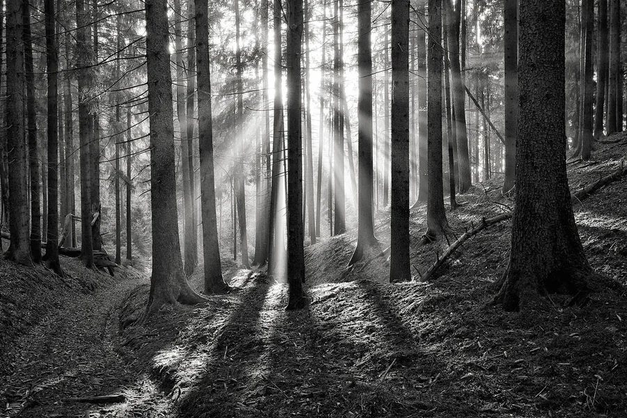 Enzios Wald.webp Enzios Wald.webp