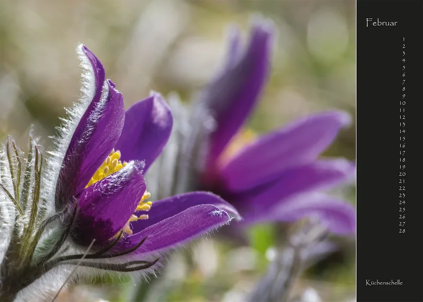 02 2017 Kalender Wildblumen.webp
