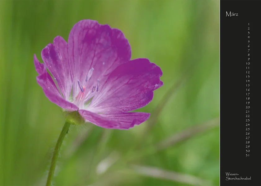 03 2017 Kalender Wildblumen.webp