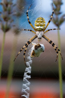 ai_20100814_183009_DSC_8402_x600.jpg