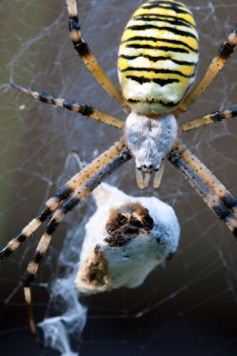 ai_20100814_183235_DSC_8409_x600.jpg