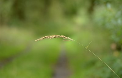 _DSC8354_forum.jpg _DSC8354_forum.jpg