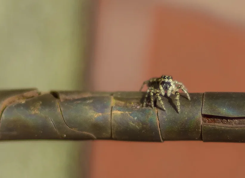 comp_IMGP4275-Bearbeitet.webp