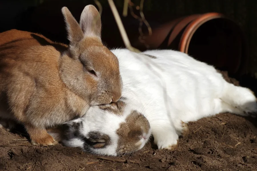 comp_zwei kaninchen.webp