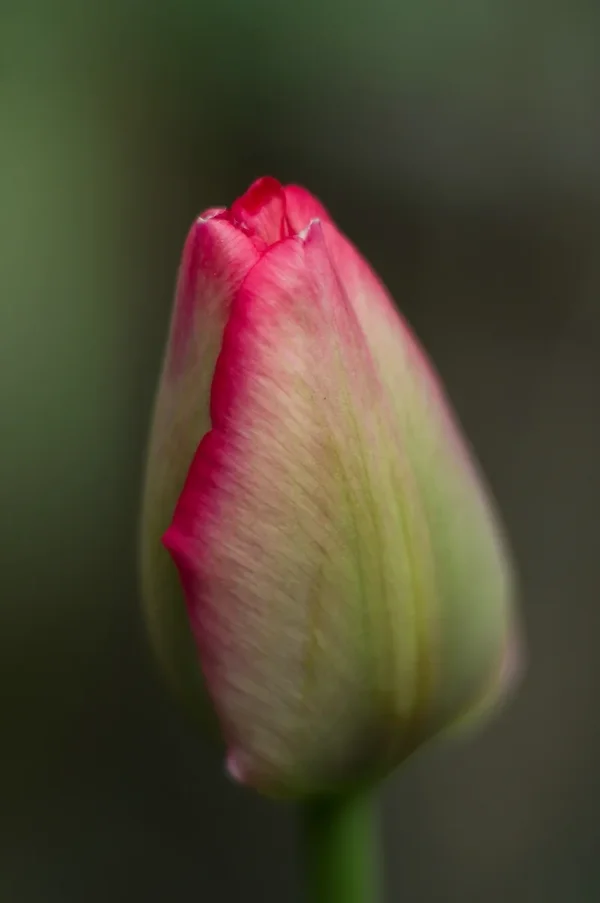 comp_IMGP4285.webp