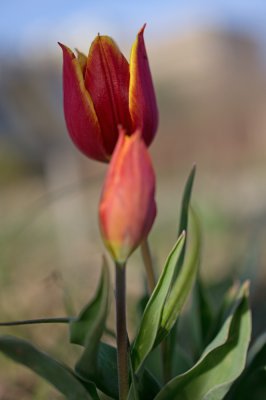 IMGP7197-1.jpg