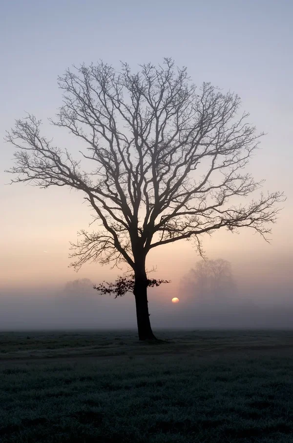 comp_8636.webp