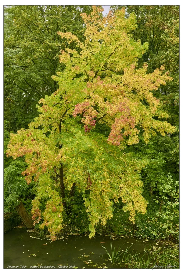 JH 2016-10-25 14700.webp