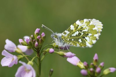 comp_Anthocharis cardamines.jpg