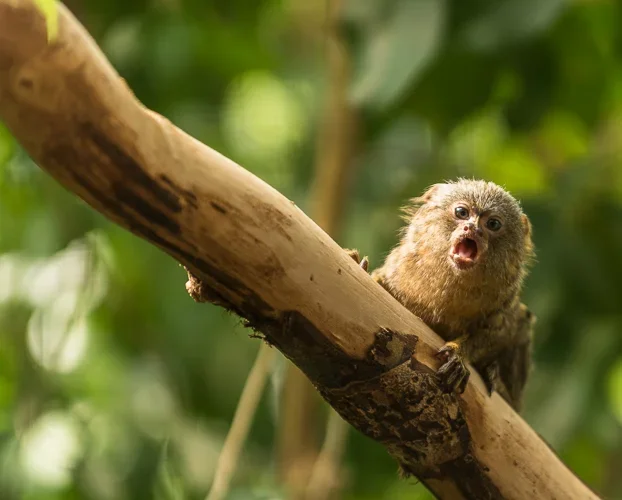 Kleiner Affe.webp