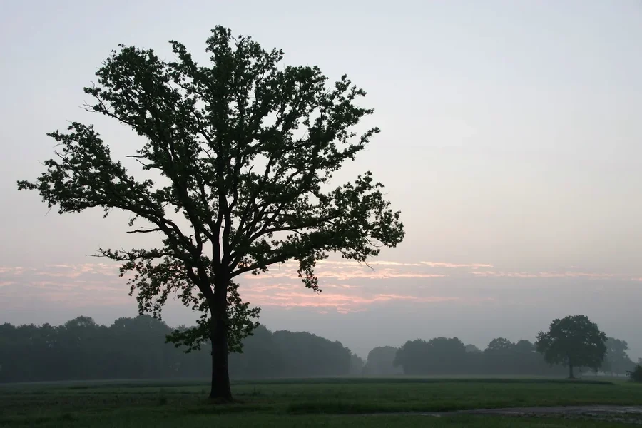 comp_559.webp