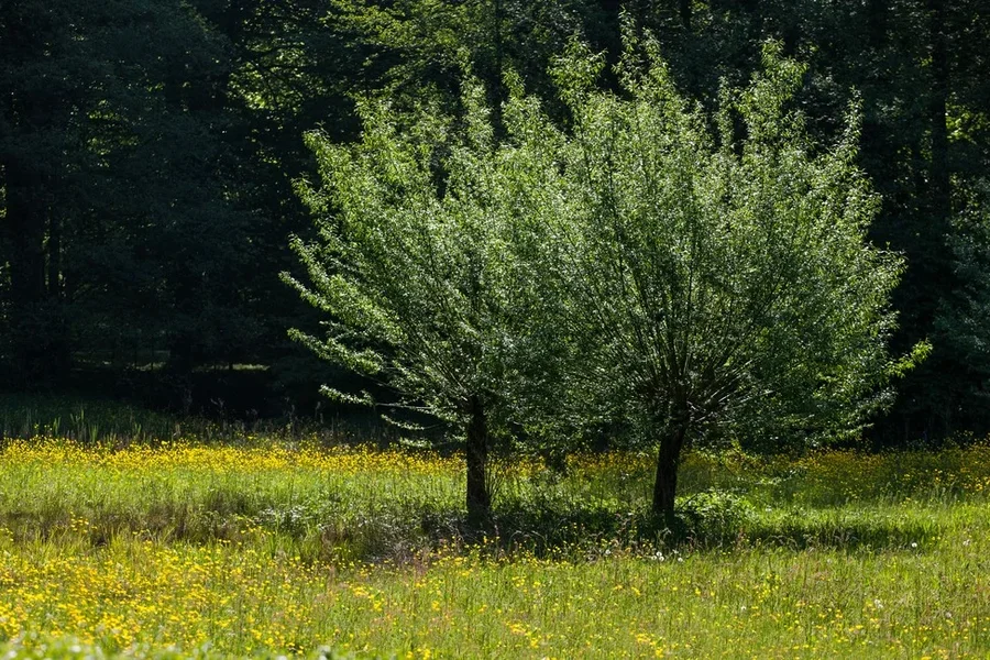 comp_15B5T4042.webp