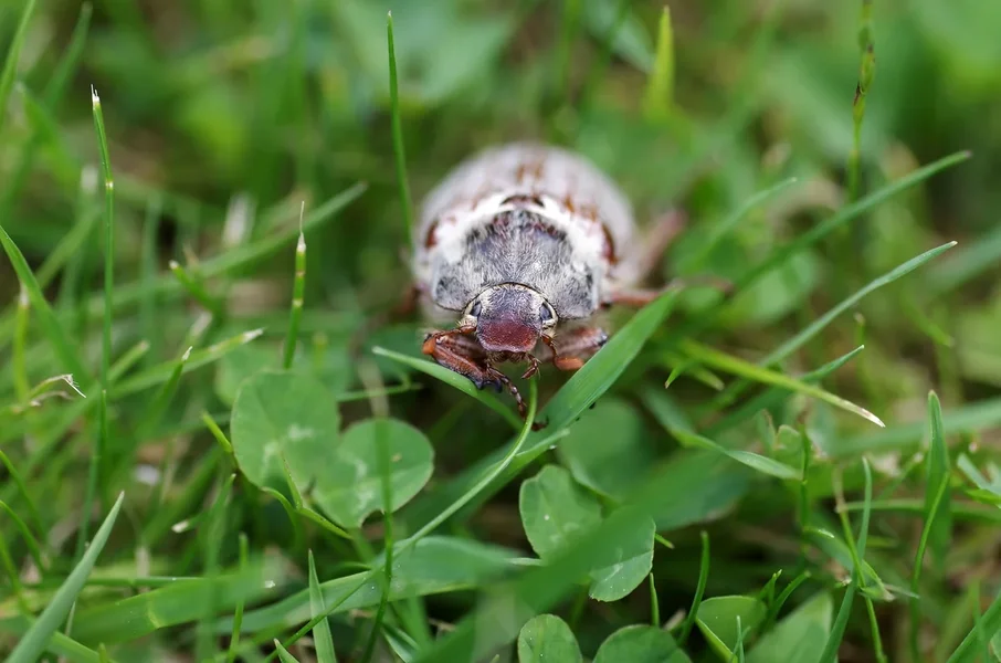 comp_maikäfer.webp
