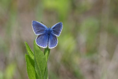 comp_bläuling.jpg