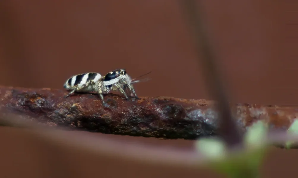 comp_Springspinne  2  220517-2.webp