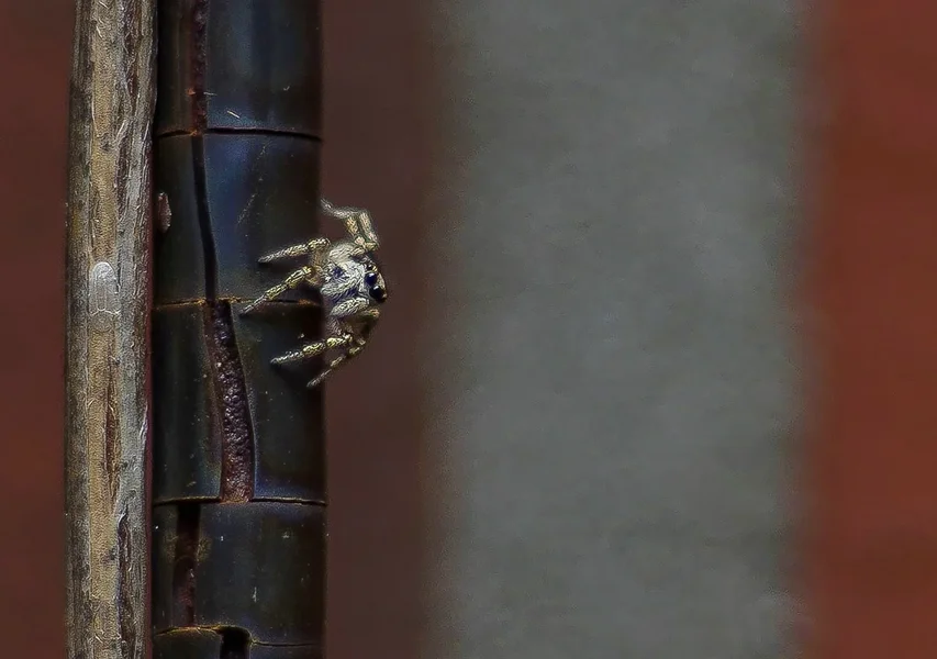 comp_Springspinne 3 220517-Bearbeitet.webp