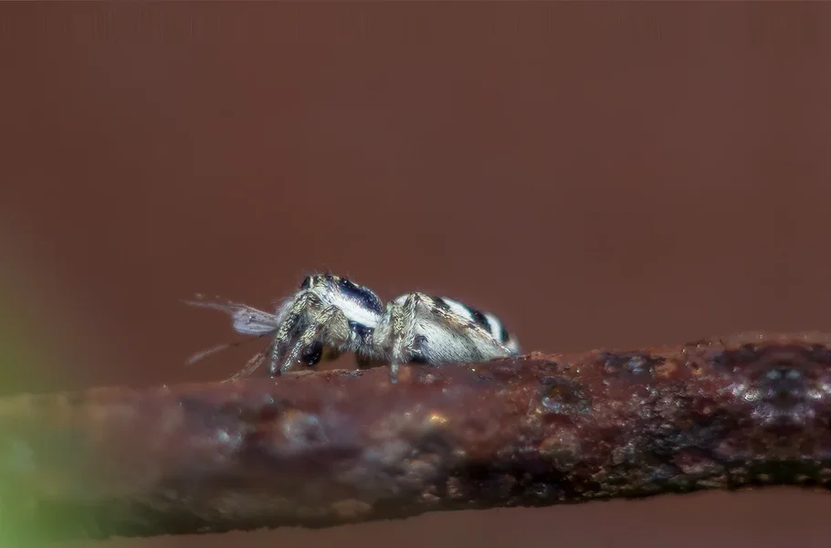 comp_Springspinne 220517-Bearbeitet.webp