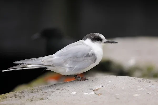 7D5A4099.webp