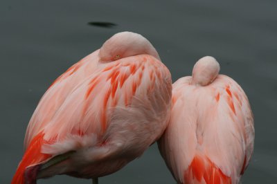 IMG_6549.JPG